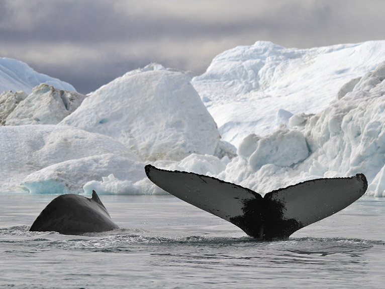 Pod of humpback whales