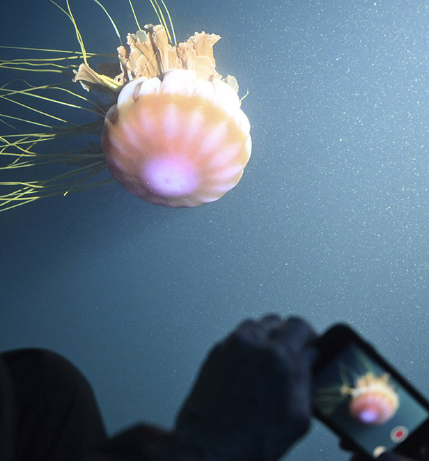 Jellyfish visible from Scenic Neptune submersible