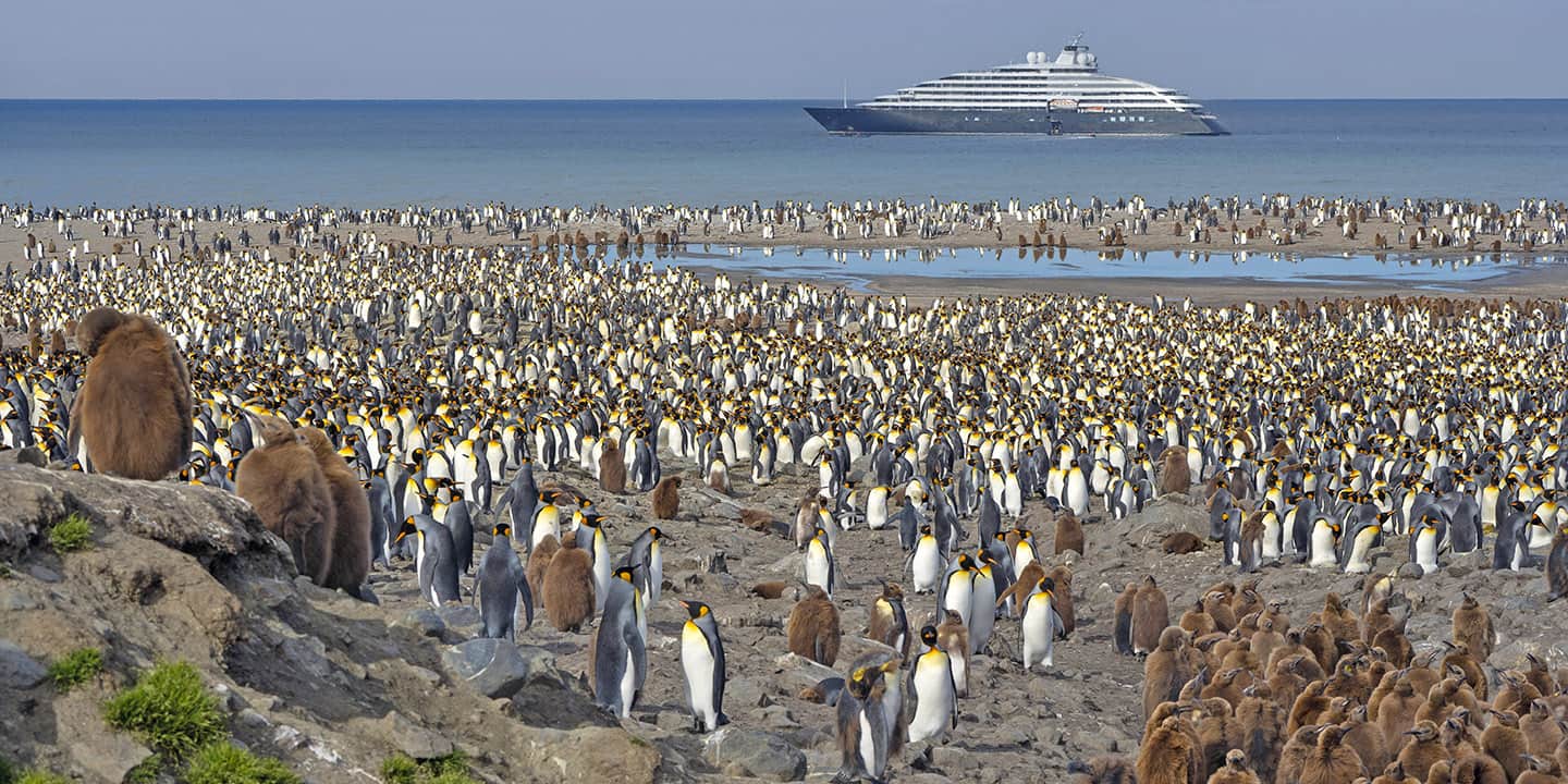 Scenic Eclipse South Georgia