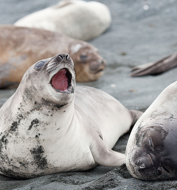 Elephant Seal, Macquarie Island