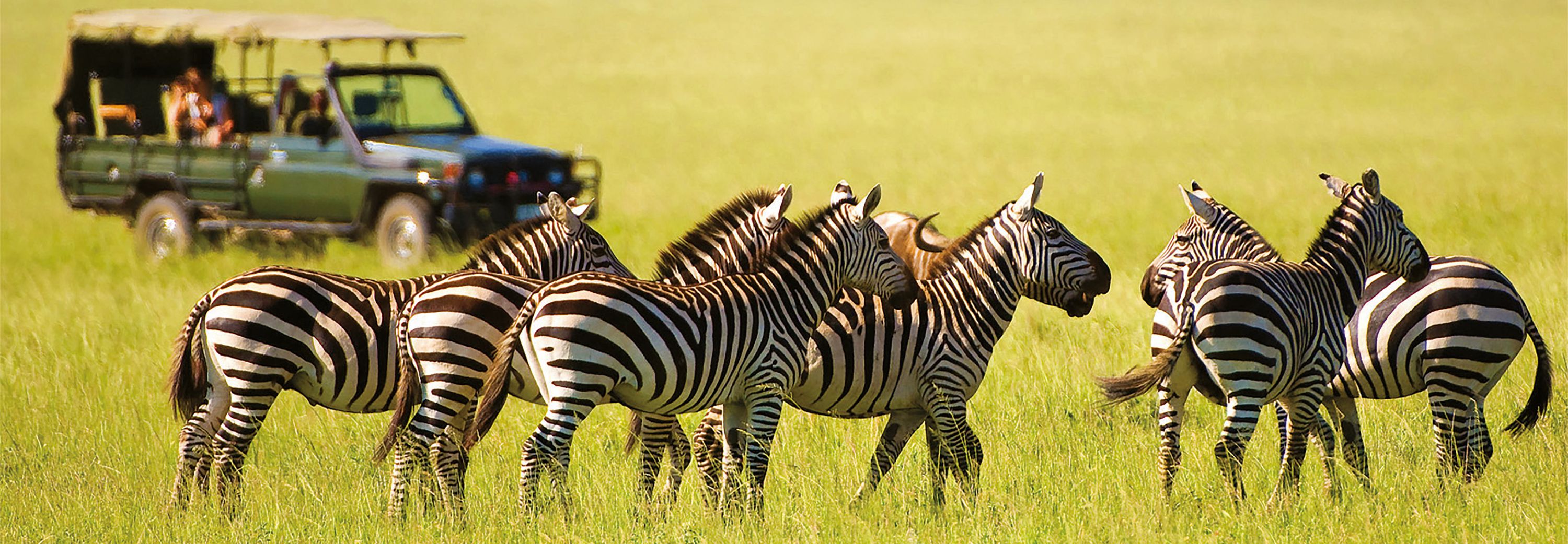 Thornybush Game Reserve