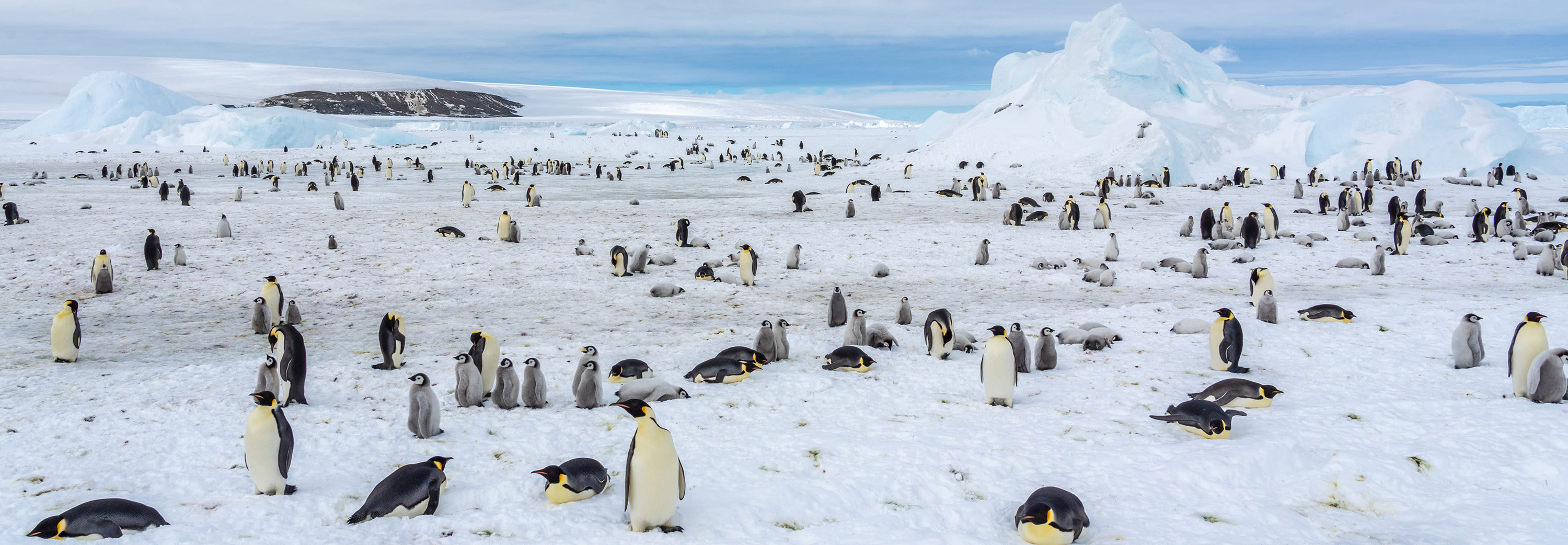 Emperor penguins in Snow Hill Island, Antarctica