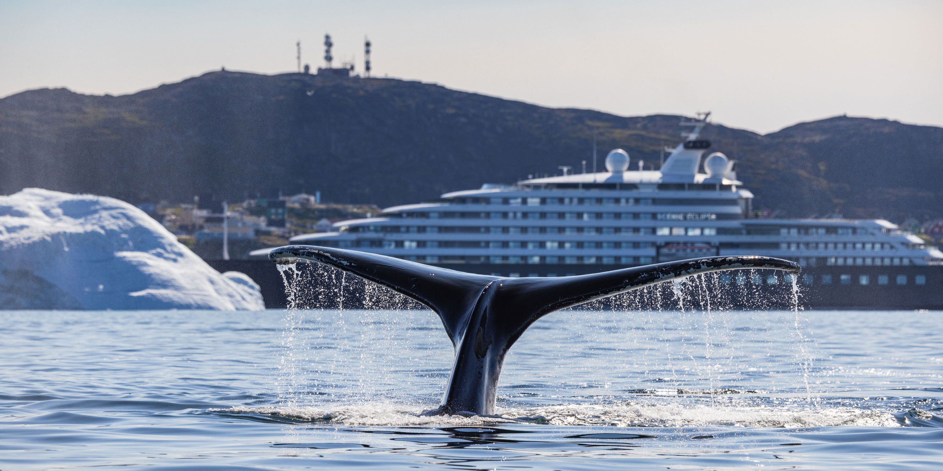 Whale tail flicking after breaching
