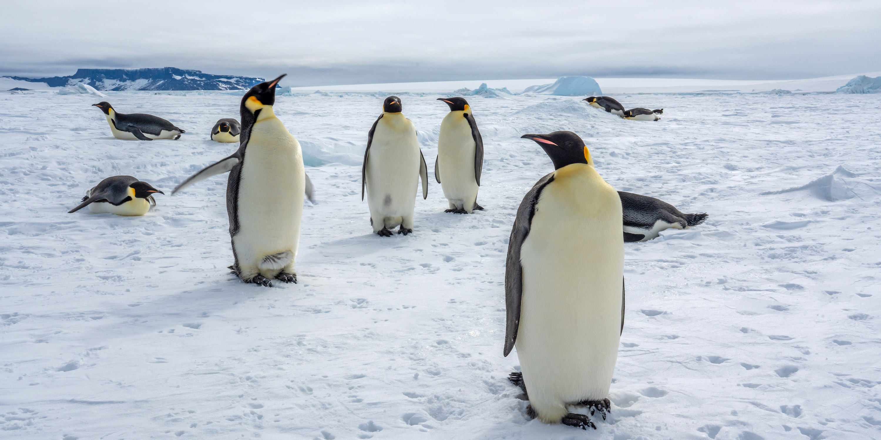 Penguins in Snow Hill Island, Antarctica