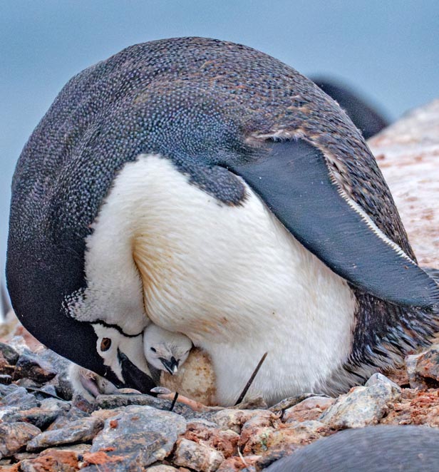 Chinstrap Penguins at Palaver Point, Antarctic Peninsula