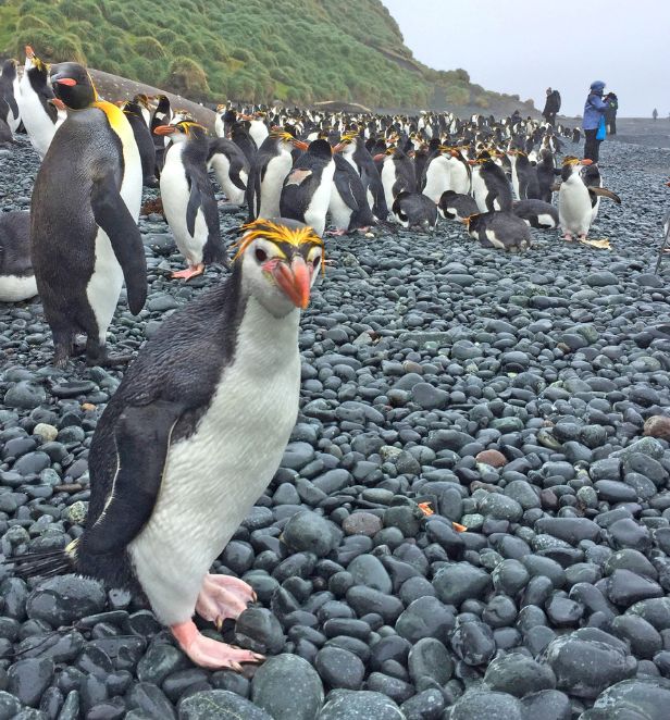 Royal peguin on Macquarie Island