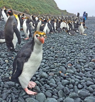 Royal peguin on Macquarie Island