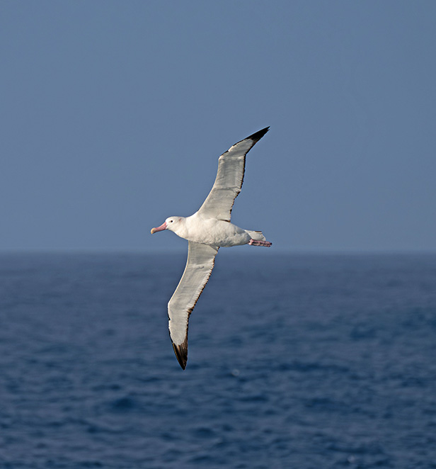 Albatross flying off Macquarie Island, East Antarctica