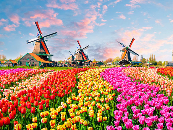 Three windmills stand in a field of tulips in rows of different colours, with a blue sky and light pink clouds above